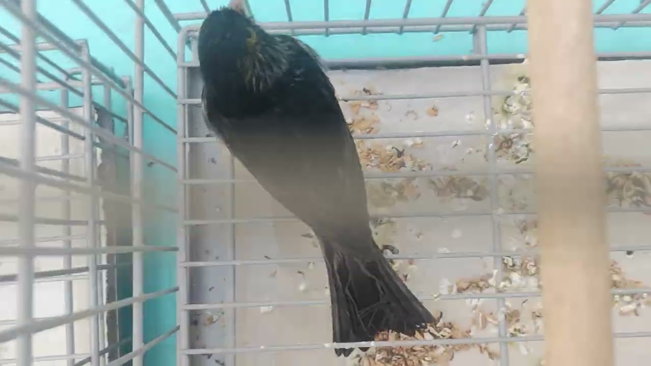 GALERIA DOS CAMPEÕES - 72º Campeonato Brasileiro de Ornitologia