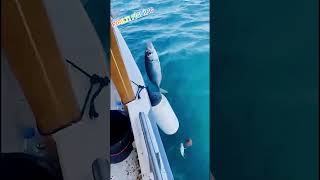 Bodrum taner kaptan balık turu #fish #fishing #balık #tekne #istavrit #keşfet