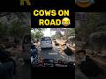 Cows on road😂😂 #mt15 #mt15lover #mt15india #funny #funnyshorts #shortsvideo #trendingshorts
