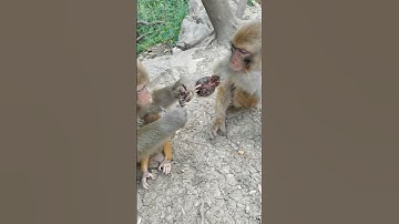 Little monkey has serious injury