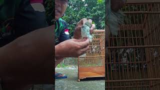 Perbedaan Burung Kancilan Bakau Jantan Dan Betina