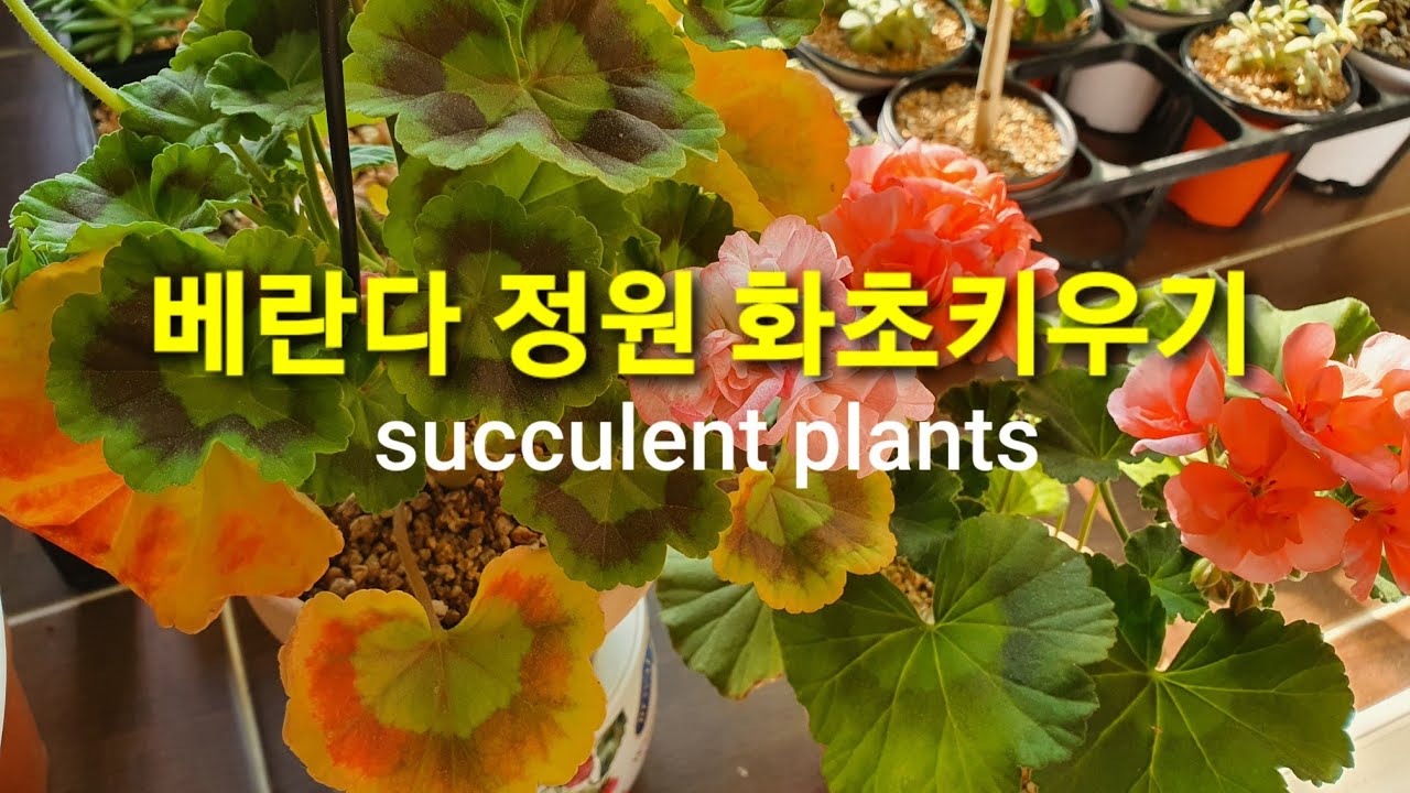 베란다 거실 화초 키우기 정원 인테리어 succulent plants