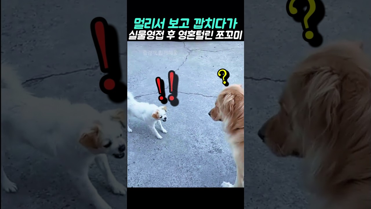 멀리서 보고 깝치다가 실물영접 후 영혼 털린 쪼꼬미