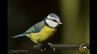 Imparare i canti degli uccelli  Cinciarella, cinciallegra, codirosso, capinera, merlo, pettirosso,