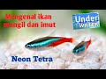 mengenal ikan neon tetra yang mungil dan imut