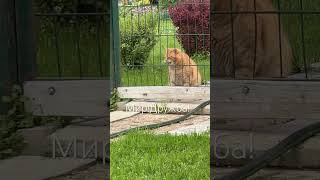 Мир!Дружба!#мирдружбажвачка #собака #кошкирулят #зоопсихолог #деревенскаяжизнь #моипитомцы