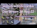 LIVE 🔴 Bird Feeders, Wildlife Cameras Scotland UK from Scottish Wildlife Garden
