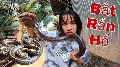 Rắn Nướng Ngoài Vườn Dỡ Lợp Và Bắt Rắn Hổ Khổng Lồ