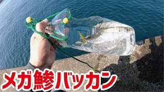 堤防の入口でペットボトルのバッカンにメガ鯵が入る瞬間(493話目)