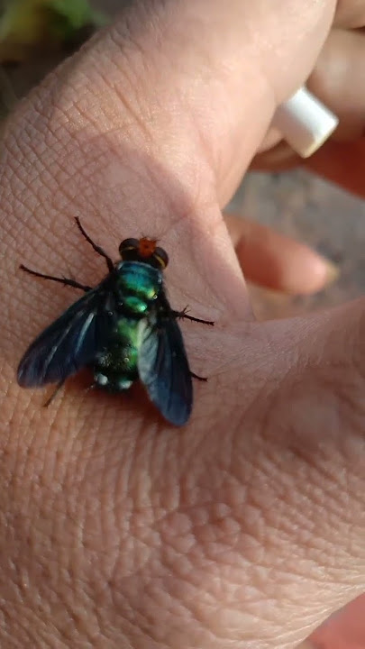 lalat hijau besar, big green fly