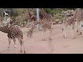 CMZoo Giraffe Calf, BB's First Month Recap