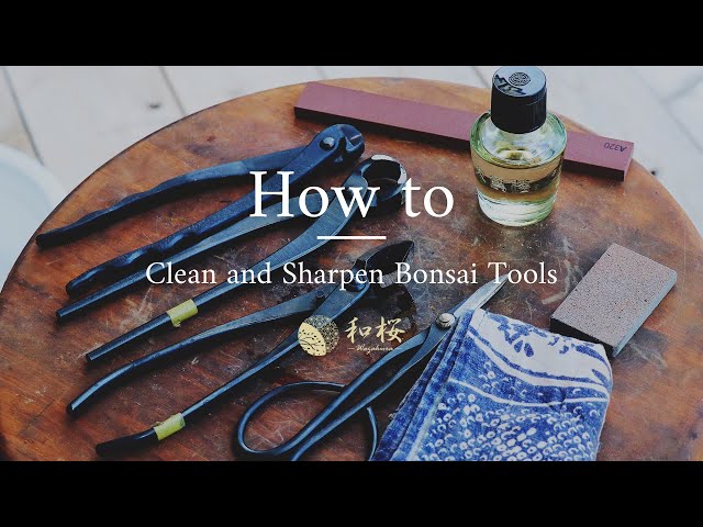 Bonsai Tool Maintenance: How do you clean and sharpen Bonsai Tools