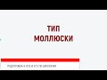 Готовимся к ОГЭ и ЕГЭ по биологии. Тип Моллюски