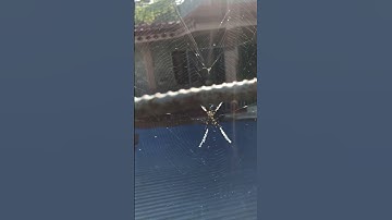 Spider #music #pop #song #lyrics #cover #apt