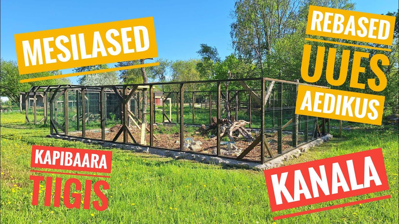 Kapibaara toimetab tiigis. Rebased uues aedikus. Kanala. Mesilased
