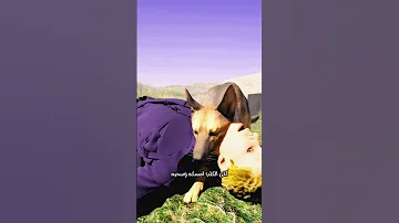 الكلب البطل الذي أنقذ وحدته ونال الأوسمة 