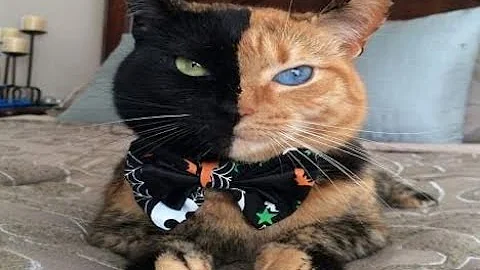 Watch the video about PERSIAN CATS ITNI SASTE mai aapko khi nhi mill sakti only fr @ROYAL_CATTERY #shorts