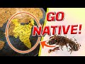 Go native  with these top 10 ant species of india  english subtitles 