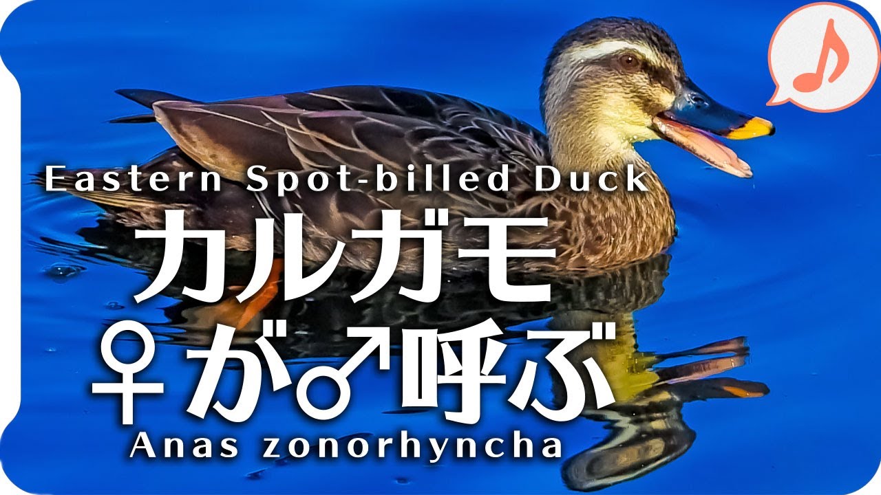 カルガモ | 野鳥図鑑 | 特徴・生態・観察ポイント