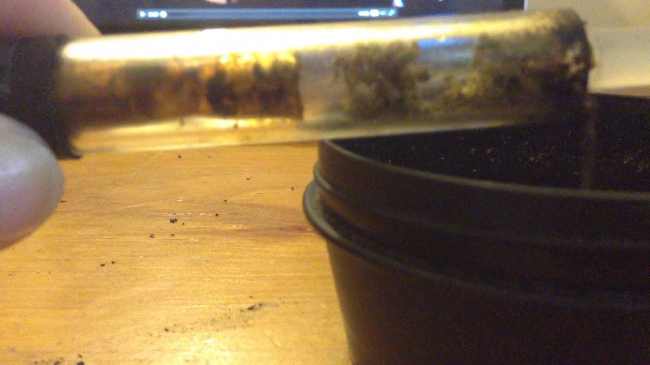 GRAVLABS Glass Blunt econoblunt Packing the Blunt