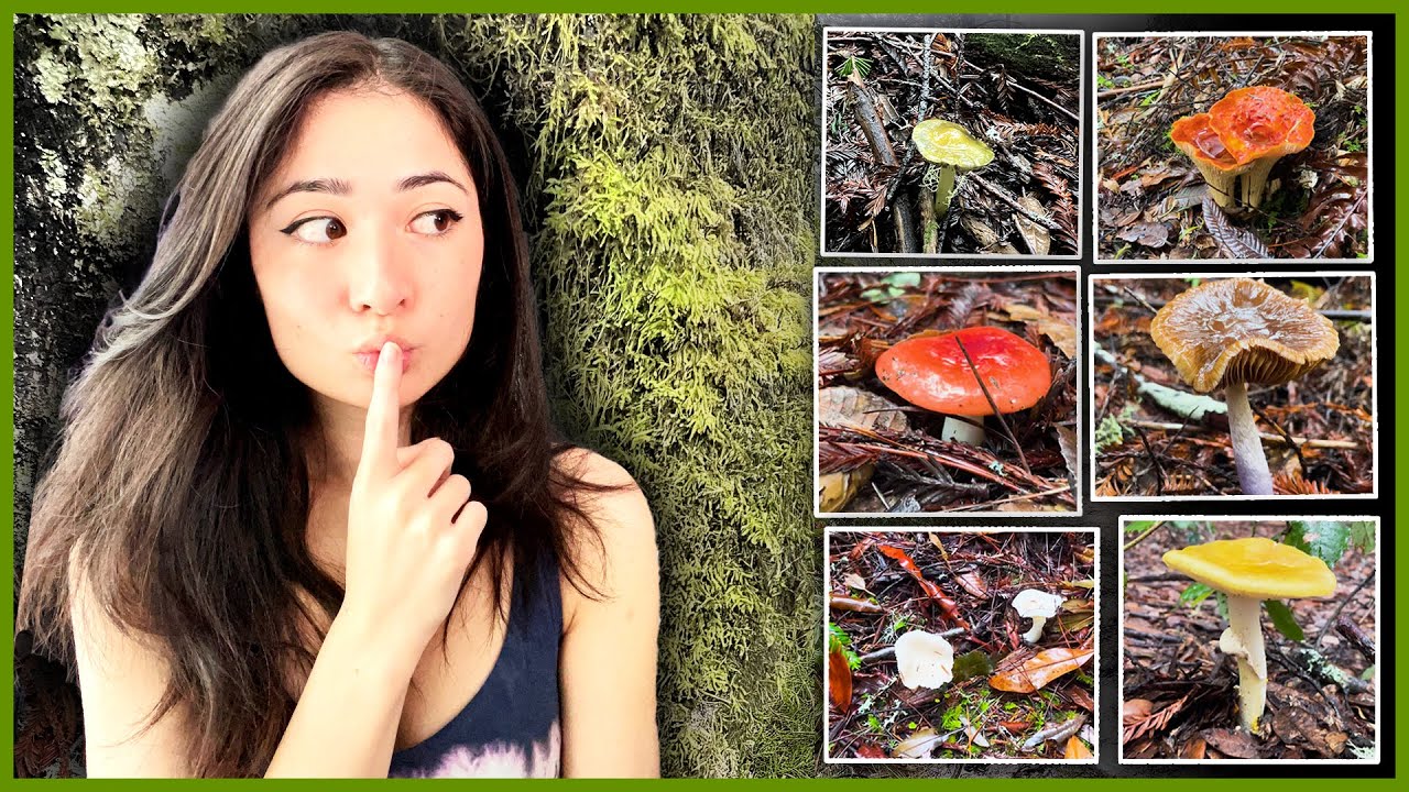 I went mushroom hunting with my dad!