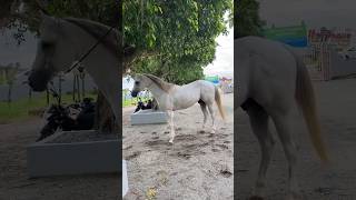 Top de verdade #cavalo #vaqueiro #vaquejada #montaria #cavalgada #haras #fazenda #shorts #viral