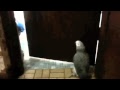 Epic Talking Parrot Waiting His Turn For The Bathroom