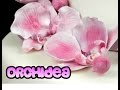 Orchidea in pasta di zucchero senza stampini
