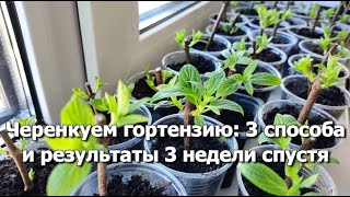 Черенкование гортензии 3 способами | Результаты черенкования гортензий 3 недели спустя