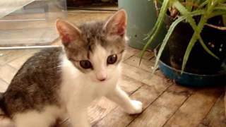 котенок в квартире котенок в квартире