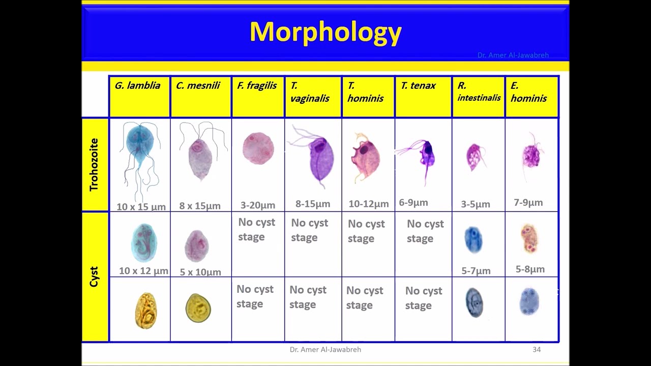 Trichomonads: Trichomonas vaginalis, T. hominis, T. tenax (version 2) -  YouTube