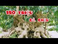 báo giá 180 triệu cốt trực giáng làng già u cục và rất nhiều cốt mini đẹp giá hợp lý