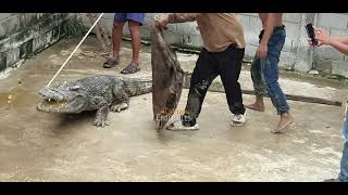 Full Video Show how to catch monster 160Kg Crocodile