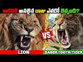 అడవికి అసలైన రాజు ఎవరు? | Saber Tooth Tiger VS Lion - Who Will Win?