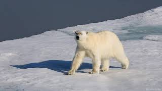 Polar Bears: On the Arctic Sea Ice