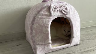 I sewed a cat house from improvised materials for cat my brother