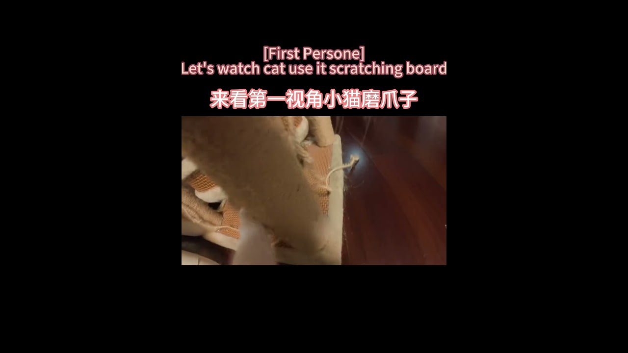 【Первое лицо】Кошка точит когти