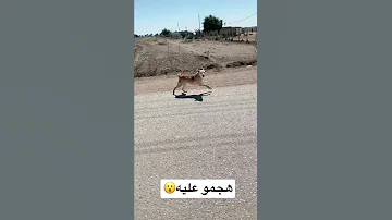 هجوم كلاب الشوارع على قائد دراجه Shorts 