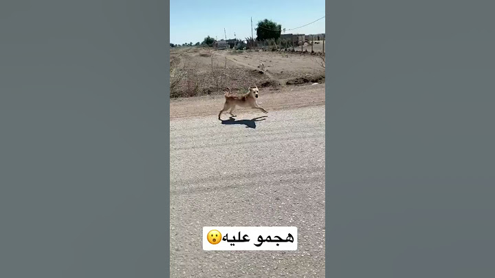 هجوم كلاب الشوارع على قائد دراجه#shorts