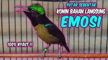 Suara burung KONIN GACOR INI AMPUH bikin KOLIBRI NINJA lain ikut RAJIN BUNYI