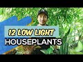 LOW LIGHT HOUSEPLANTS | PLANTS THAT CAN THRIVE IN LOW LIGHT