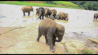 Cute baby elephant sajjana is angry with mother and aunts