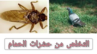 طريقة إزالة الحشرات من الحمام ''ذبابة الحمام''..🪰🪰