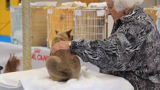 BCCNZ Cat Show 2021 - West Melton.   Lyngary Mister Teddy by Burmese Cat Club of New Zealand 72 views 2 years ago 1 minute, 57 seconds