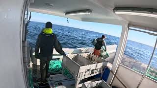 Lobster Fishing live