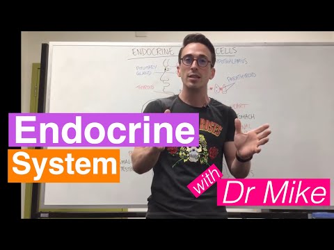 Endocrine Glands And Cells