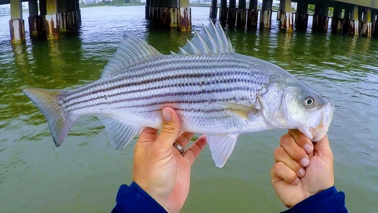 Rainy Rt 50 Rockfish May 17 2018 Fishing Ocean City, Maryland YouTube