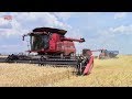 Big Case IH Wheat Harvest