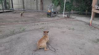 Kendrick Kennels.. It Will Never End