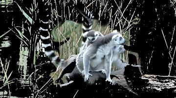 Tutoriales Vegas Pro 9.0 y 10.0 // Transición Especial #9